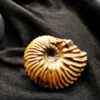 wunderschöner Hoplites vectensis, Kreide, Courcelles, Frankreich