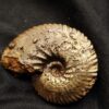 schöner Anahoplites, Kreide, Courcelles, Frankreich  * reserviert *