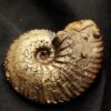 schöner Anahoplites, Kreide, Courcelles, Frankreich  * reserviert *