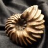 Topstück eines Hoplites spathi, Kreide, Courcelles, Frankreich  * reserviert *