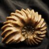 Topstück eines Hoplites spathi, Kreide, Courcelles, Frankreich  * reserviert *