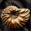 Topstück eines Hoplites spathi, Kreide, Courcelles, Frankreich  * reserviert *