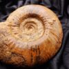 Procerites quercinus, Dogger, Dangstetten