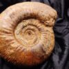 Procerites quercinus, Dogger, Dangstetten
