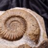 Arnioceras oppeli, sehr groß, in  Matrix, Lias, Balingen