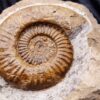 Arnioceras oppeli, sehr groß, in  Matrix, Lias, Balingen