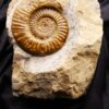 Arnioceras oppeli, sehr groß, in  Matrix, Lias, Balingen