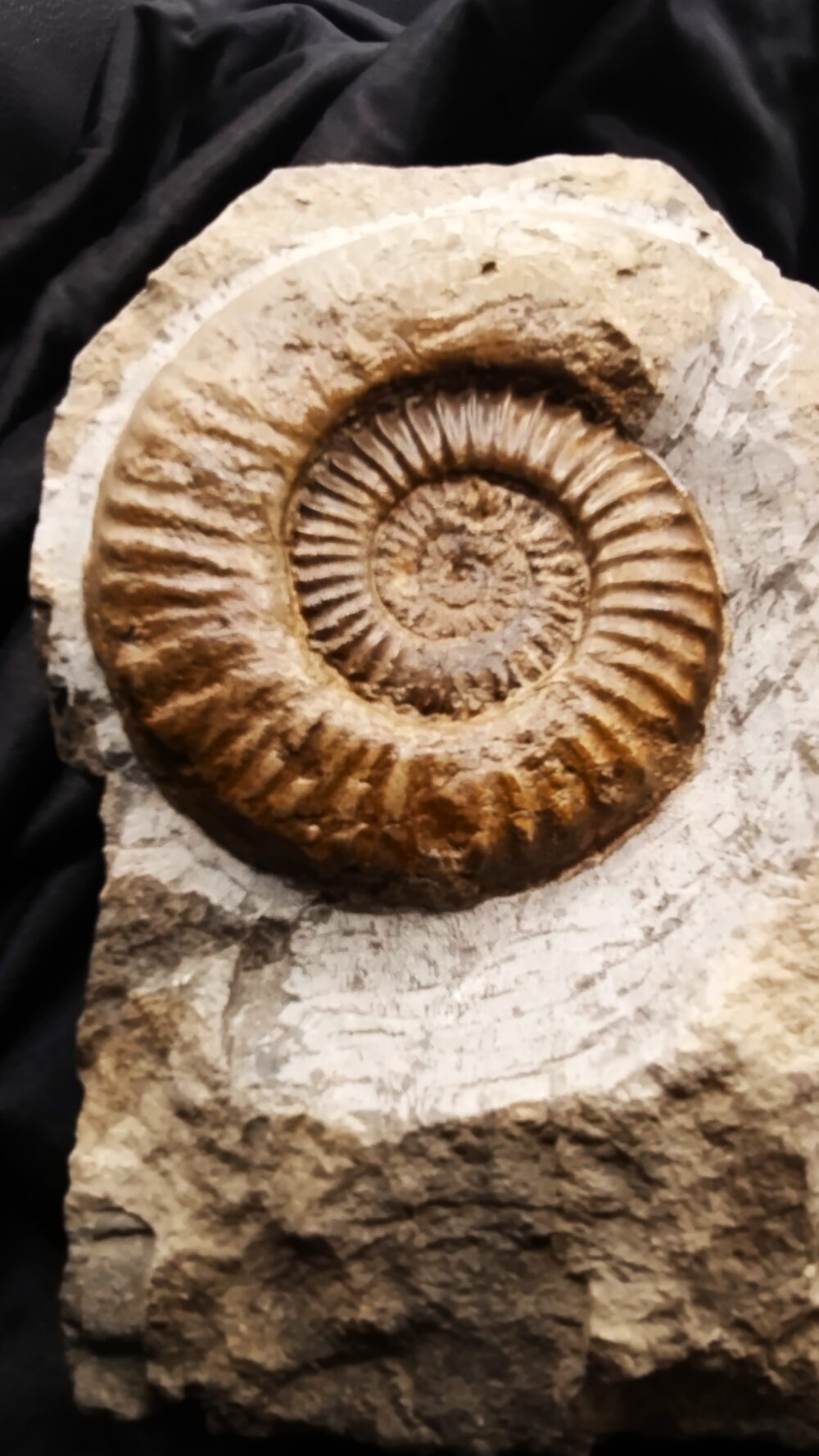 Arnioceras oppeli, sehr groß, in  Matrix, Lias, Balingen