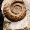 Arnioceras oppeli, sehr groß, in  Matrix, Lias, Balingen