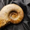 Lytoceras jurense, Lias, Schömberg bei Balingen