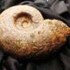 Lytoceras jurense, Lias, Schömberg bei Balingen