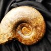 Lytoceras jurense, Lias, Schömberg bei Balingen