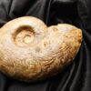 Lytoceras jurense, Lias, Schömberg bei Balingen