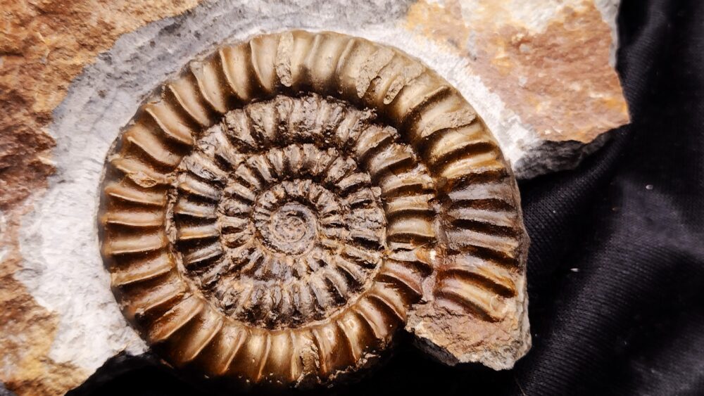 IMG_20250717_110850265 Toprarität! Epammonites silvestrei in Matrix, Lias, Stuttgart - Vaihingen