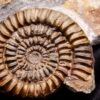 Toprarität! Epammonites silvestrei in Matrix, Lias, Stuttgart - Vaihingen