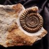 Toprarität! Epammonites silvestrei in Matrix, Lias, Stuttgart - Vaihingen