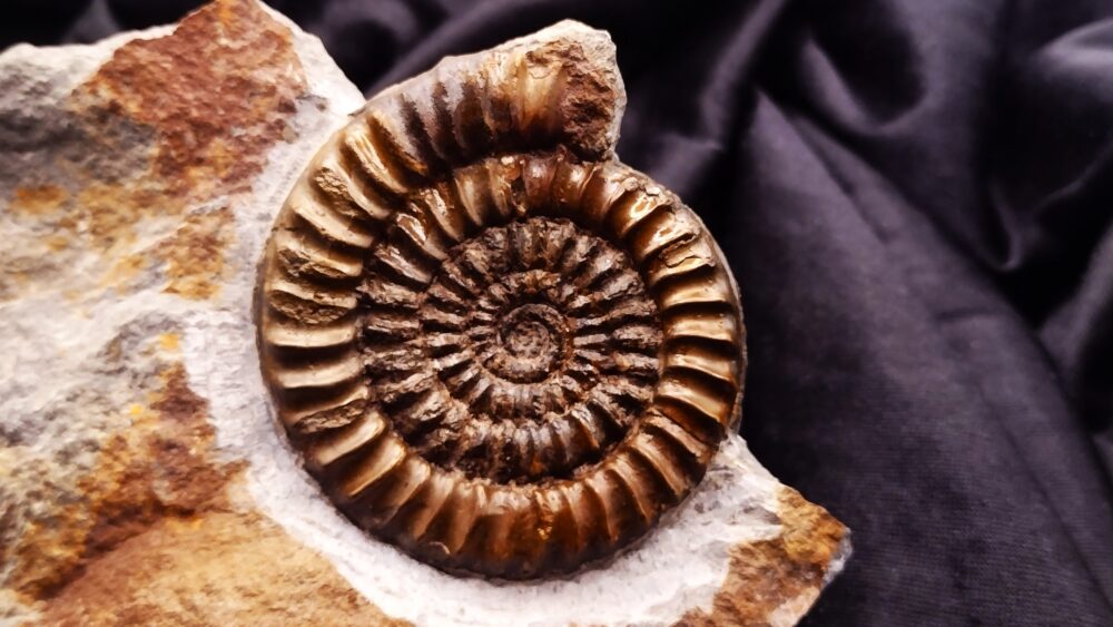 IMG_20250717_110915706 Toprarität! Epammonites silvestrei in Matrix, Lias, Stuttgart - Vaihingen