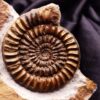 Toprarität! Epammonites silvestrei in Matrix, Lias, Stuttgart - Vaihingen
