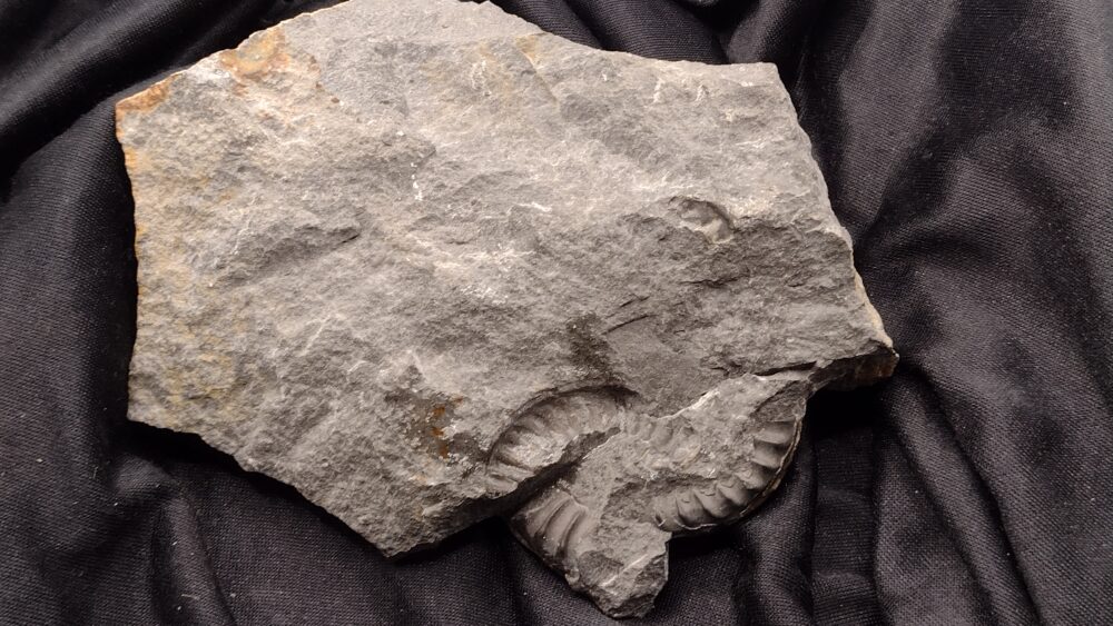 IMG_20250717_110931479 Toprarität! Epammonites silvestrei in Matrix, Lias, Stuttgart - Vaihingen