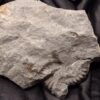Toprarität! Epammonites silvestrei in Matrix, Lias, Stuttgart - Vaihingen