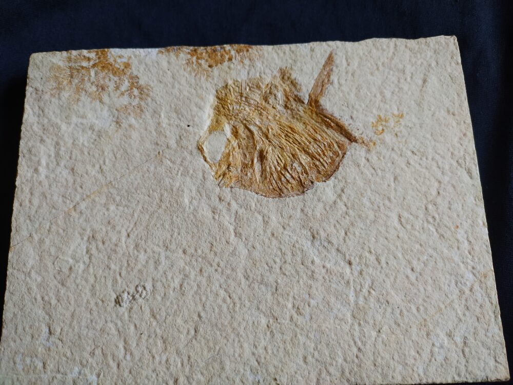IMG_20250808_175433 Interessantes Exemplar eines Kugelfisches, Gyrodus hexagonus, Malm, Solnhofen * reserviert *