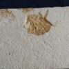 Interessantes Exemplar eines Kugelfisches, Gyrodus hexagonus, Malm, Solnhofen  * reserviert *