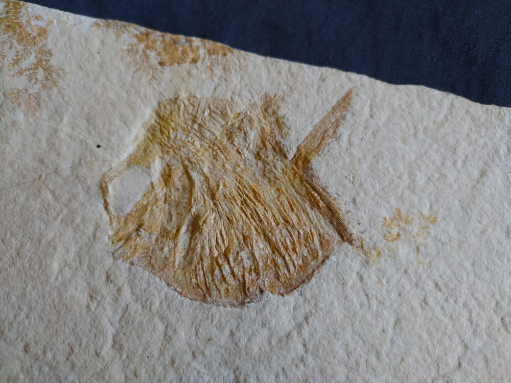 IMG_20250808_175439 Interessantes Exemplar eines Kugelfisches, Gyrodus hexagonus, Malm, Solnhofen * reserviert *