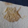 Interessantes Exemplar eines Kugelfisches, Gyrodus hexagonus, Malm, Solnhofen  * reserviert *