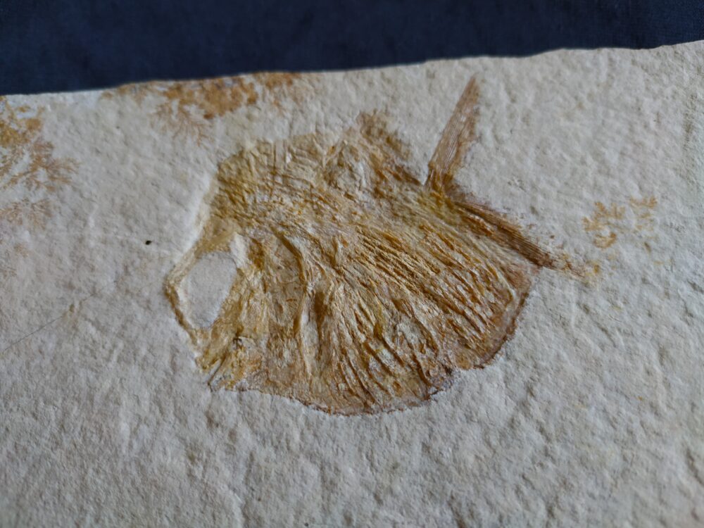IMG_20250808_175447 Interessantes Exemplar eines Kugelfisches, Gyrodus hexagonus, Malm, Solnhofen * reserviert *