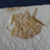 Interessantes Exemplar eines Kugelfisches, Gyrodus hexagonus, Malm, Solnhofen  * reserviert *