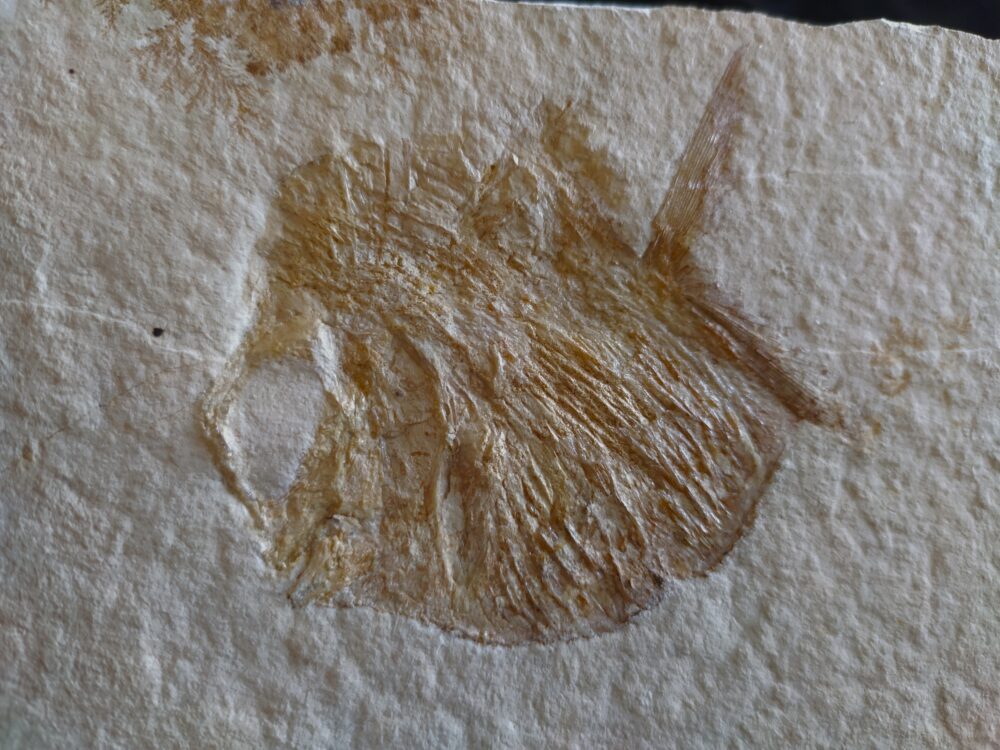 IMG_20250808_175515 Interessantes Exemplar eines Kugelfisches, Gyrodus hexagonus, Malm, Solnhofen * reserviert *