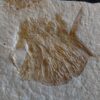 Interessantes Exemplar eines Kugelfisches, Gyrodus hexagonus, Malm, Solnhofen  * reserviert *