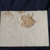Interessantes Exemplar eines Kugelfisches, Gyrodus hexagonus, Malm, Solnhofen  * reserviert *