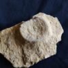 Wirbel vom Ichthyosaurier, Lias, Altdorf  * reserviert *