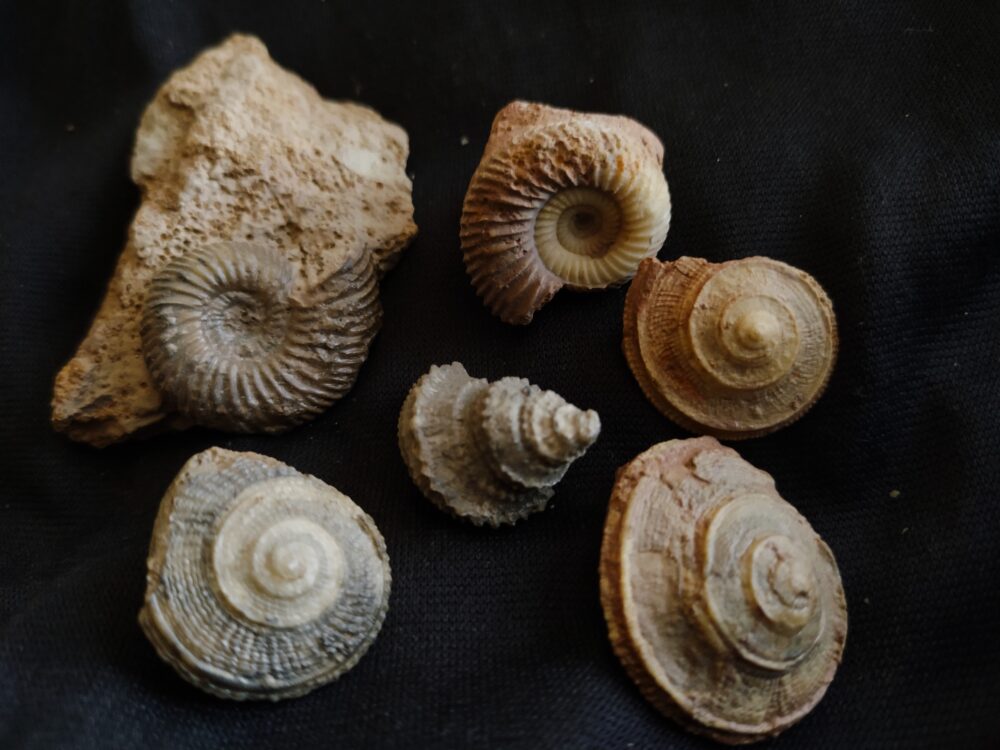 Konvolut Ammoniten und Gastropoden, Dogger, Sengenthal