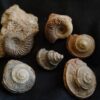 Konvolut Ammoniten und Gastropoden, Dogger, Sengenthal