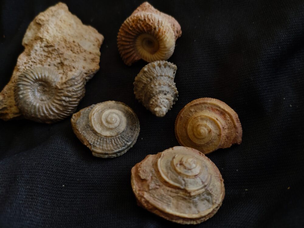 IMG_20250810_134101 Konvolut Ammoniten und Gastropoden, Dogger, Sengenthal