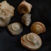 Konvolut Ammoniten und Gastropoden, Dogger, Sengenthal