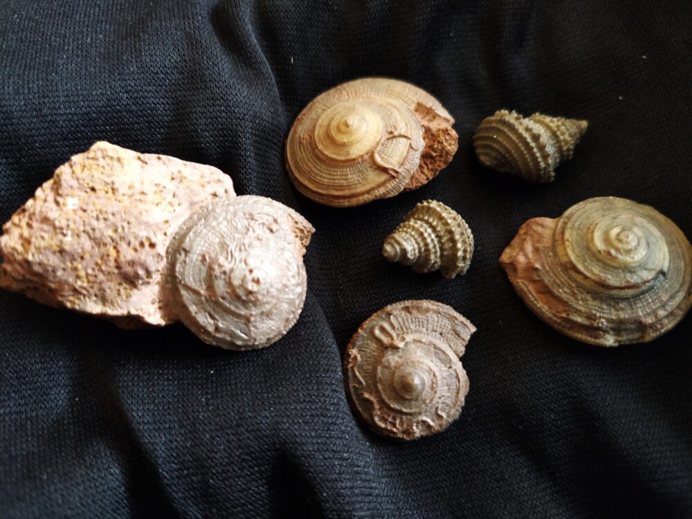 Konvolut Gastropoden, Dogger, Sengenthal