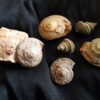 Konvolut Gastropoden, Dogger, Sengenthal