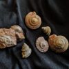Konvolut Gastropoden, Dogger, Sengenthal