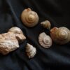 Konvolut Gastropoden, Dogger, Sengenthal