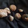 Konvolut Gastropoden, Dogger, Sengenthal