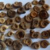 über 35 kleine Dactylioceraten, Lias, Schlaifhausen