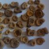 über 35 kleine Dactylioceraten, Lias, Schlaifhausen