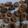 über 35 kleine Dactylioceraten, Lias, Schlaifhausen