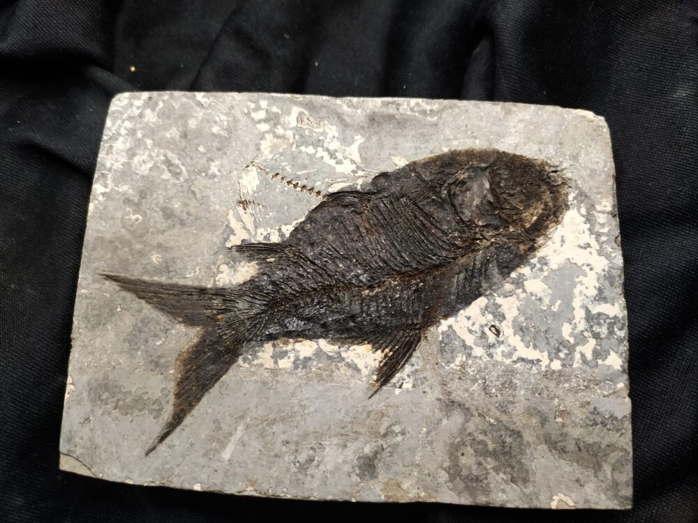 Fisch, Gattung? Oligozän, Cereste, Südfrankreich