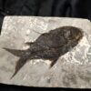 Fisch, Gattung? Oligozän, Cereste, Südfrankreich