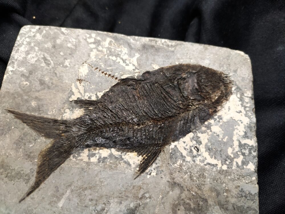Fisch, Gattung? Oligozän, Cereste, Südfrankreich