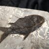 Fisch, Gattung? Oligozän, Cereste, Südfrankreich